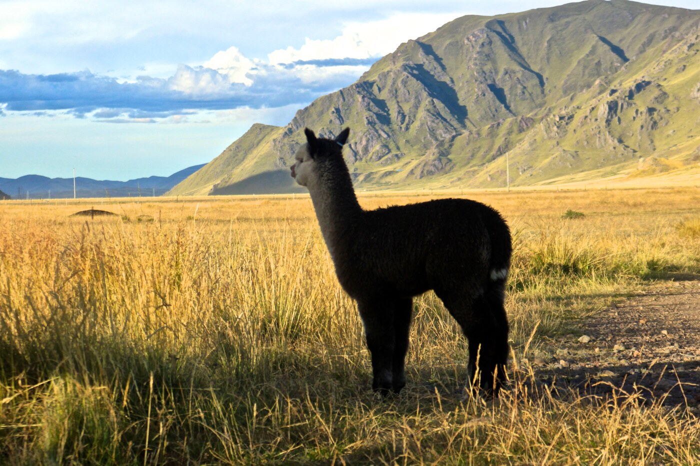 Alpaca en el altiplano peruano al atardecer